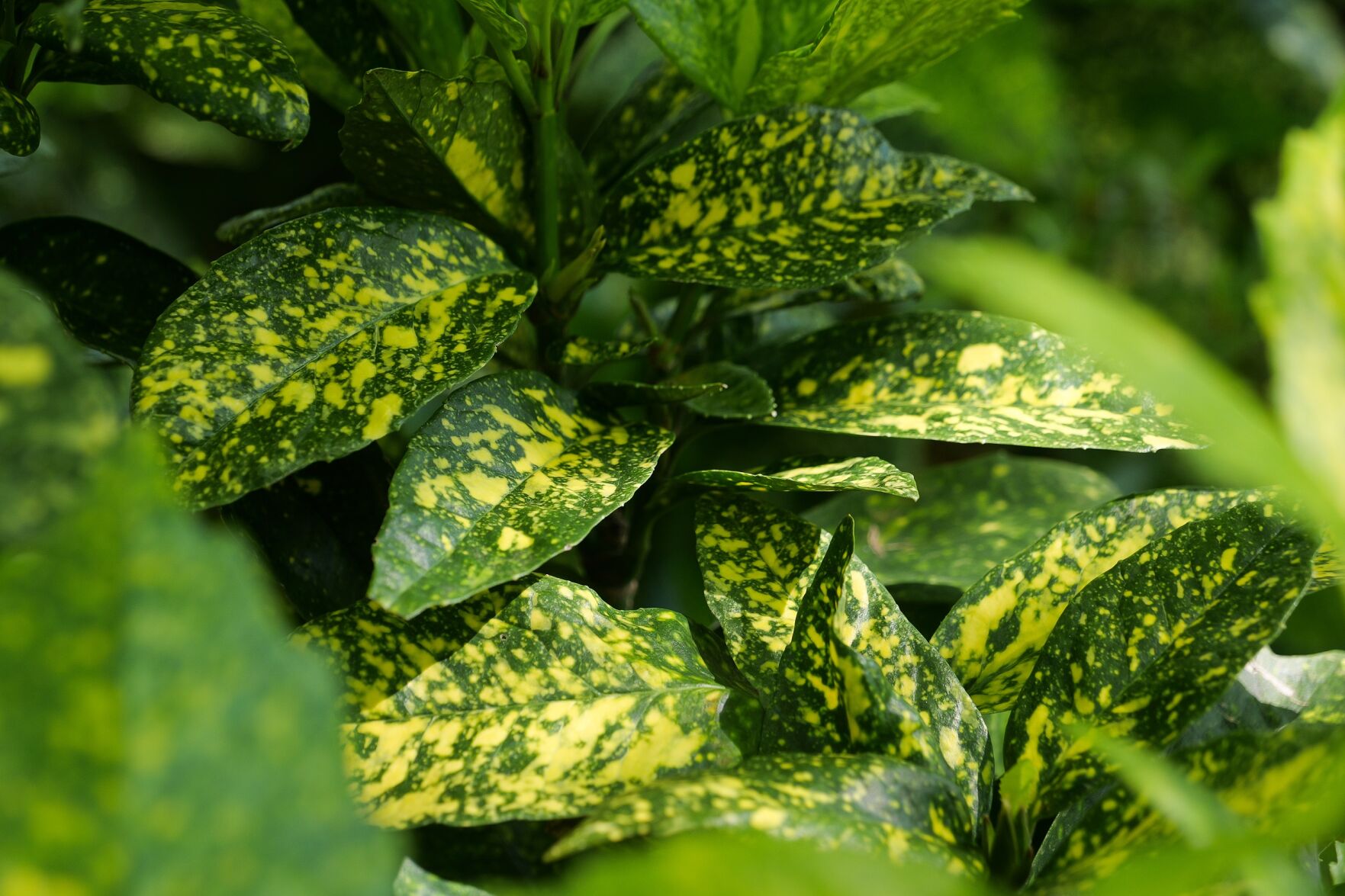 garden06b